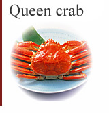 Queen crab 